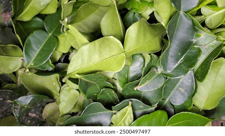 必赢娱乐下载官方平台:安全可靠的在线娱乐选择 必赢娱乐下载官方平台:安全可靠的在线娱乐选择