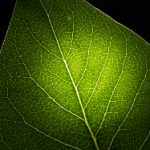 探秘澳门老虎城:感受独特的文化与娱乐魅力 9ylw9